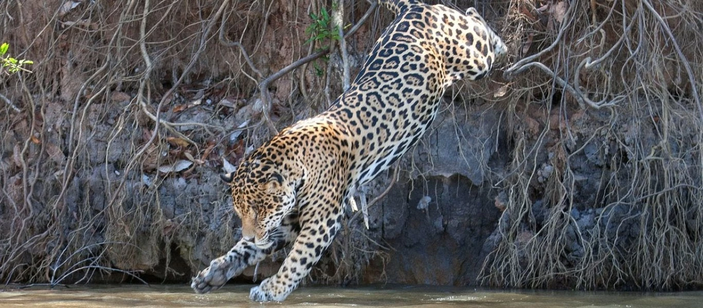 Κοπάδι από βίδρες κάνουν τζάγκουαρ να μοιάζει με… γατάκι! (βίντεο)